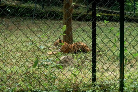 Tiger Safari Sanjay Gandhi National Park Mumbai